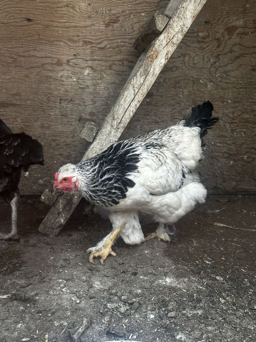 Продам куры пароды брама
