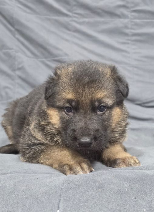 Немецкая овчарка