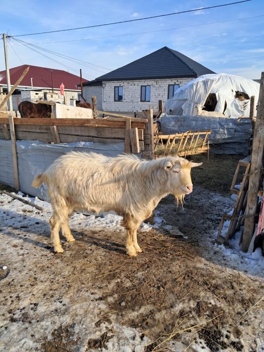 Зинин с козлятоми