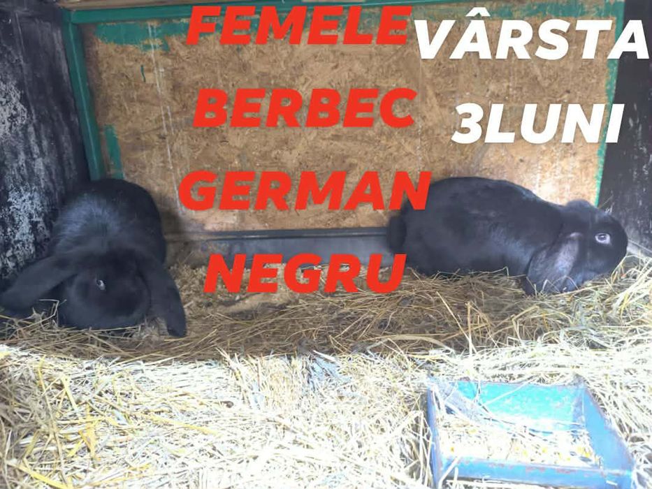 Iepurași Berbec German