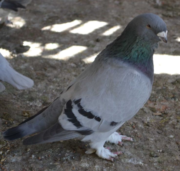 Porumbei Voiajori Standard