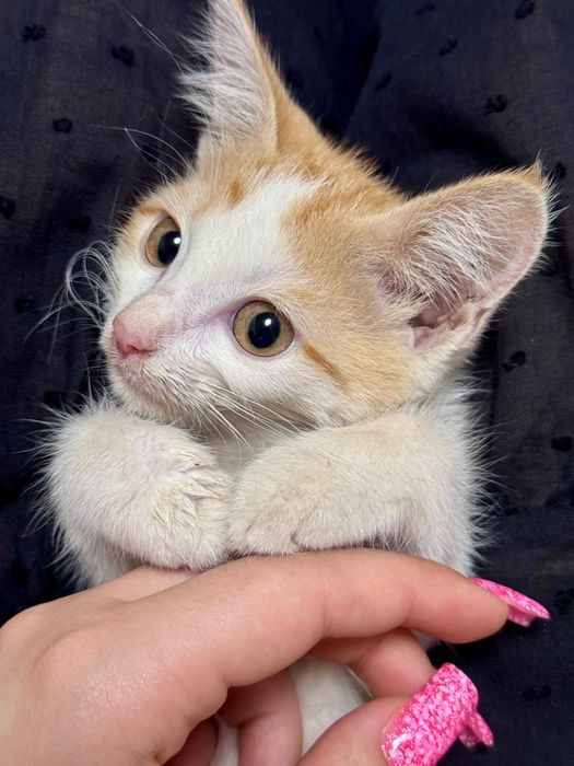 Котята ,  живут во дворе