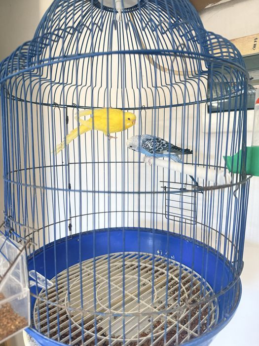 Папугау +сетка , +корм
