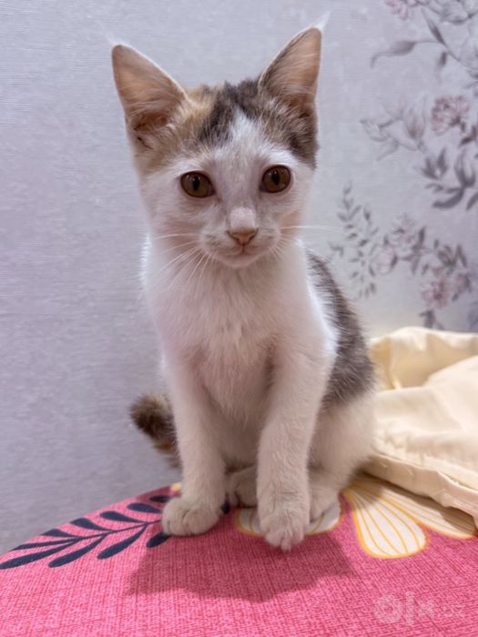 Котенок бесплатно