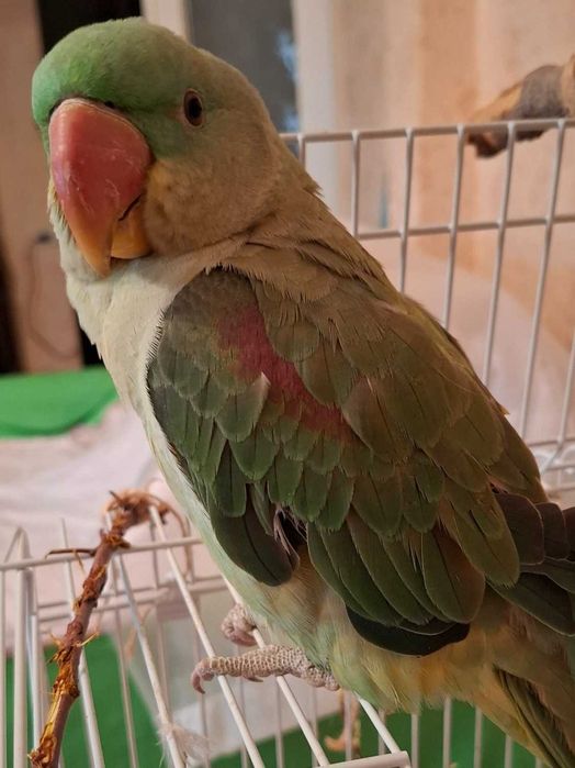 Александрийский попугай