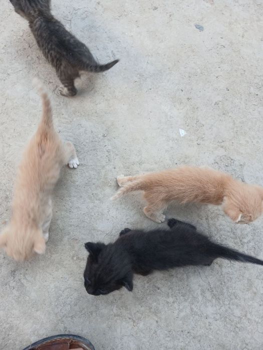 Котята милые маленькие