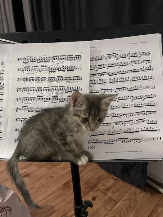 отдам    котенка