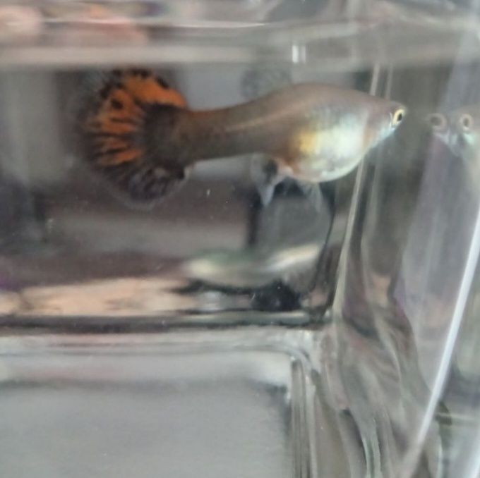 Vând pesti guppy ,poecilia reticulata