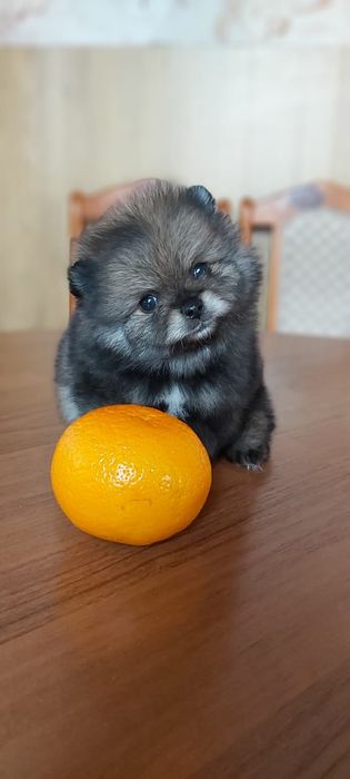 Шпицы мальчики и девочки