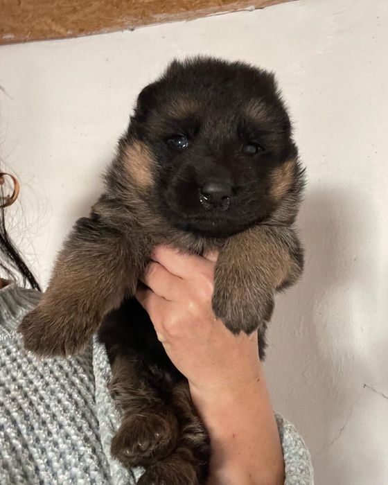 Щенки немецкой овчарки