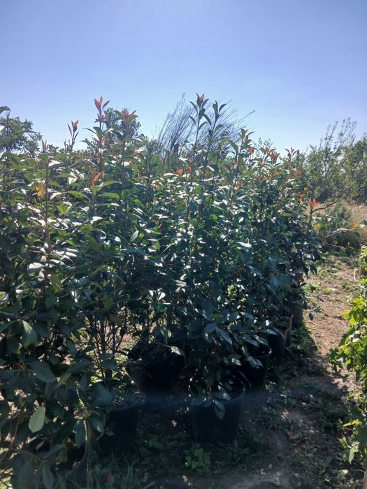 Photinia gard viu viburum oferta 150