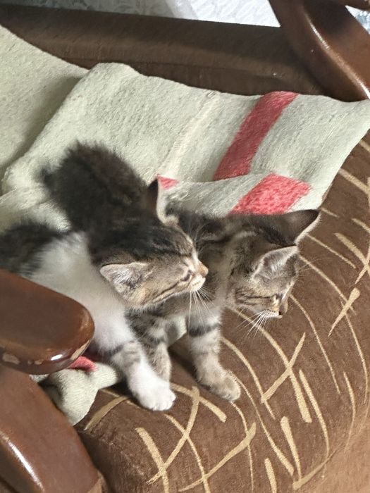 Кошки 3 месячные