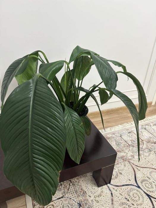 Продается цветок - «женское счастье»