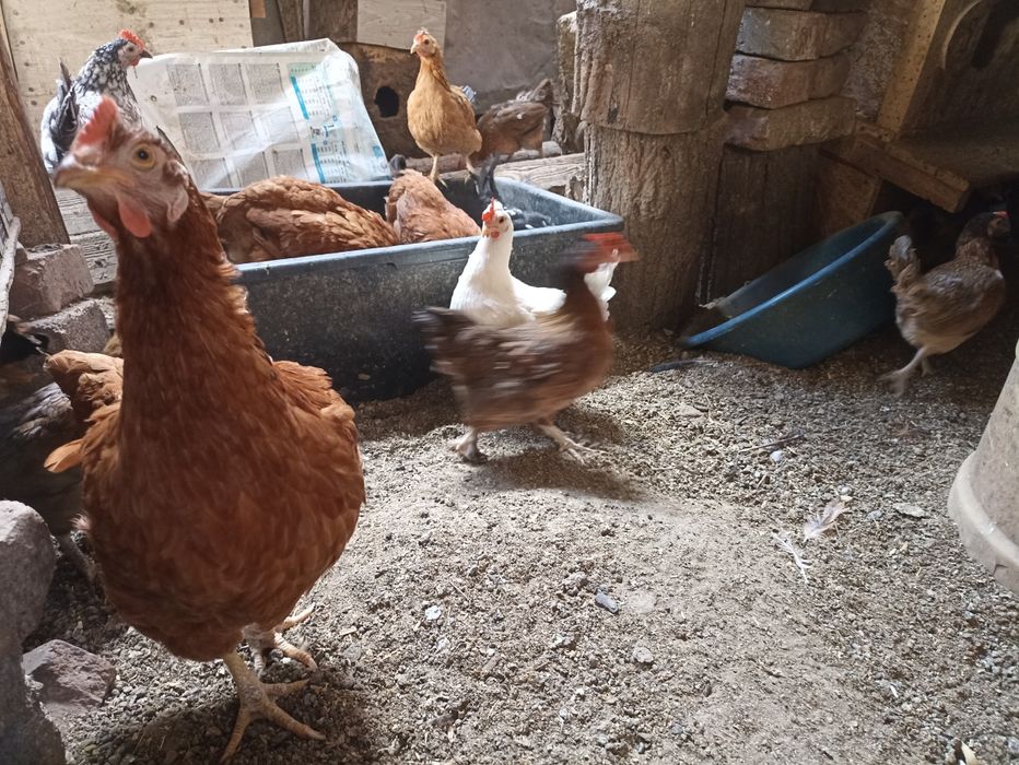 Vînd găinușe Pitice la 45  lei bucata .