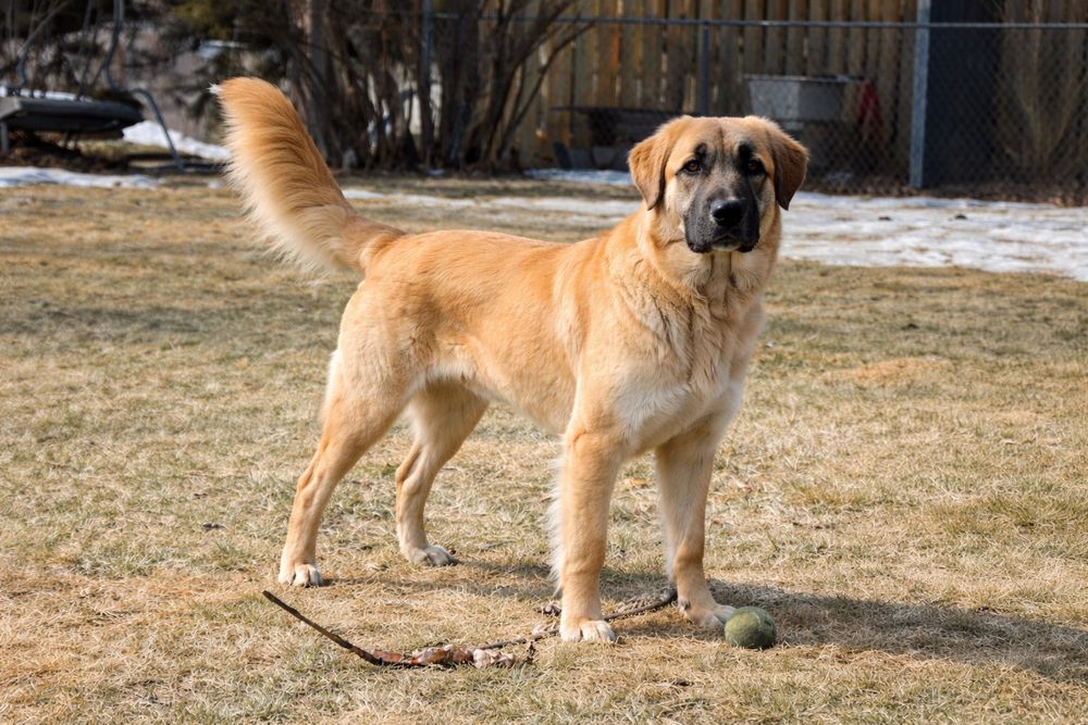 Рыжая красавица для частного дома