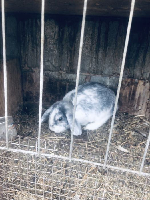 Взрослые кролики