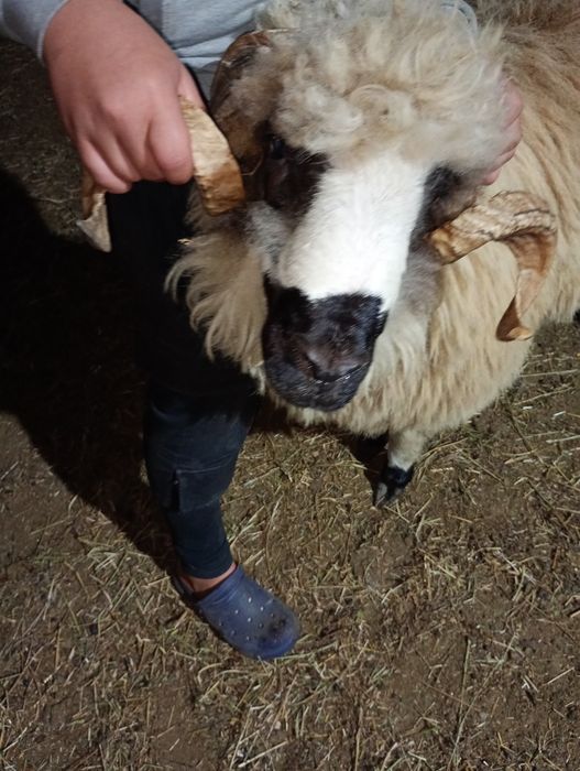 Miori de vânzare 1500lei/bucată