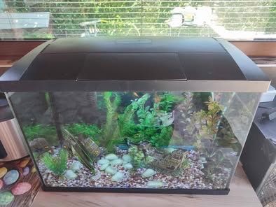 Аквариум за декоративни рибки 60 литра
