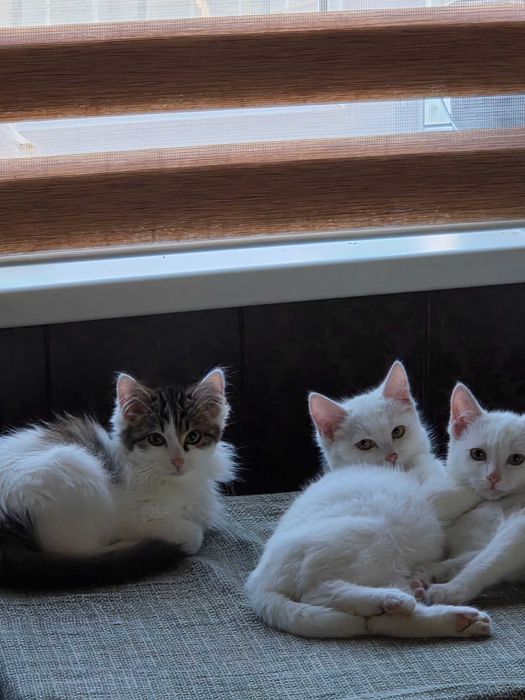 Котятки в добрые руки