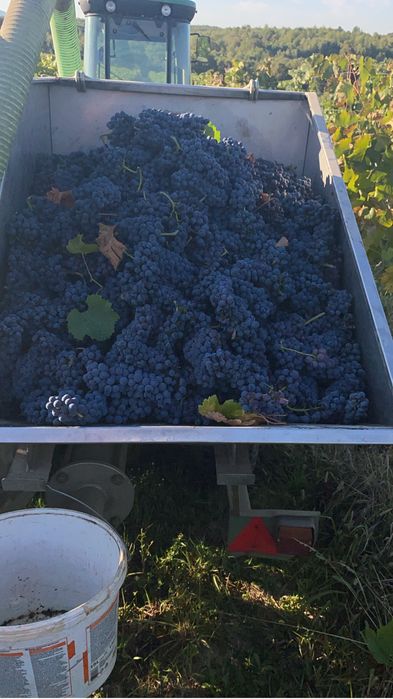 Vand struguri de vin