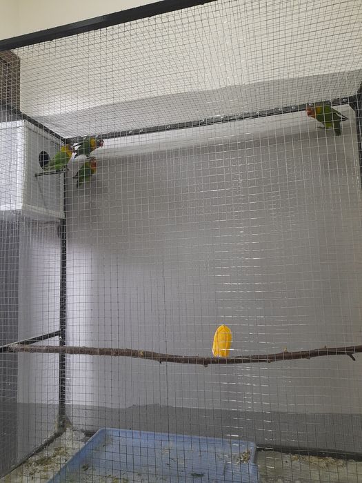 Продаётся попугай