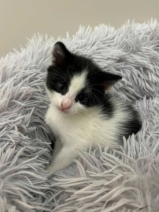 Отдам котят в добрые руки!