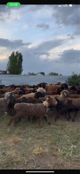 Қой сатамыз. Кой. Баран. Бараны. Овцы. Койлар