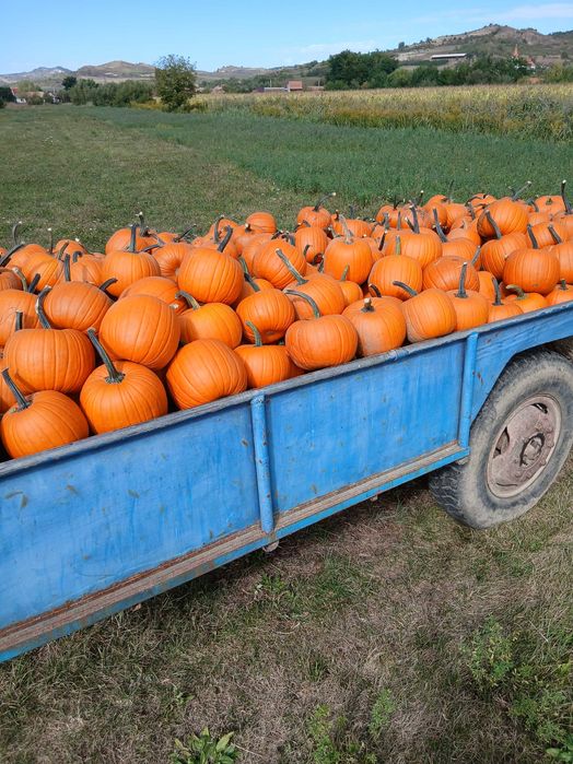Dovleac Halloween