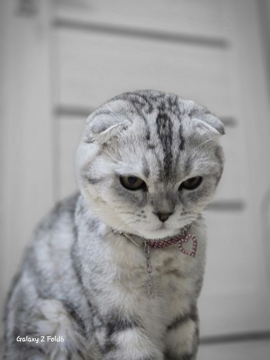 Скотиш фолд серебристый окрас