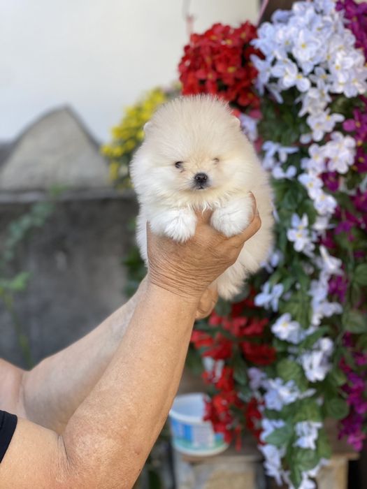 Померан Мини