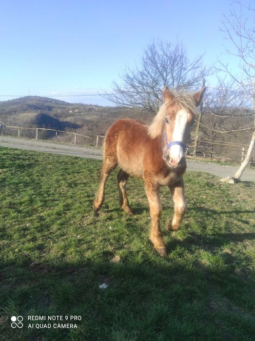 Se vinde armăsar mânz 3500 de lei