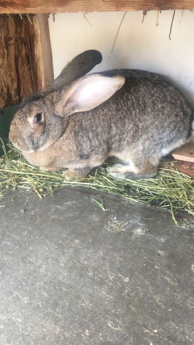 Кралихи великаны прадам