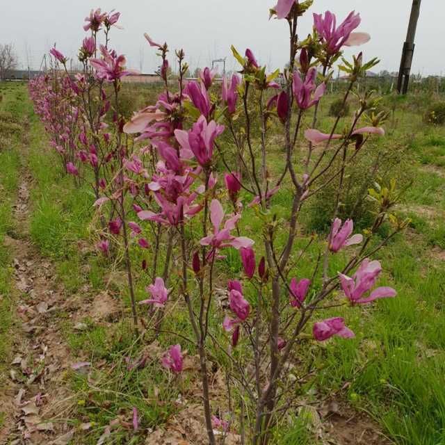 Питомник декоративных растений. Более 2000 видов земной флоры.