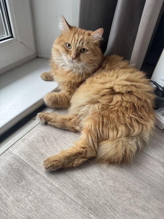 Отдам кота в хорошие руки