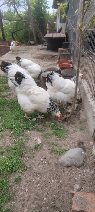 Ouă de incubat de sussex herminat deschis
