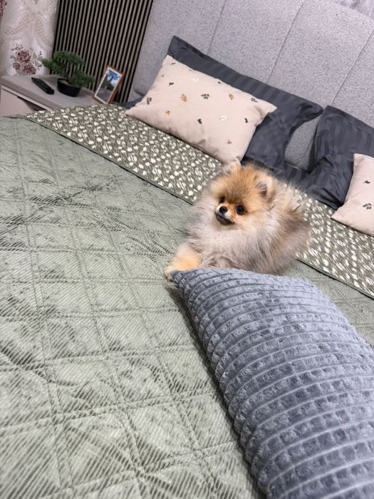 Catelus Pomeranian