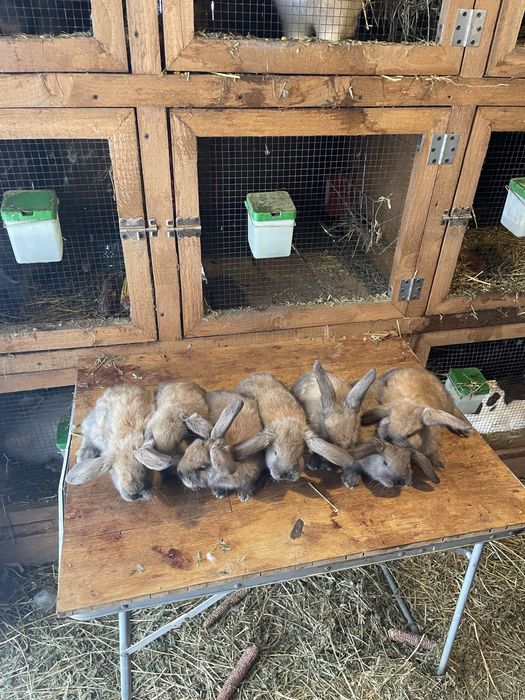 Pui berbec german touring