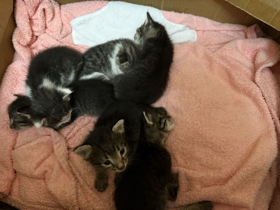 Отдам в добрые руки котят