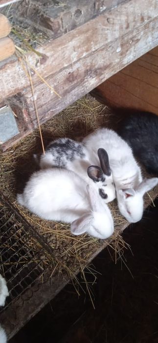 Кролики 1,5 месячные
