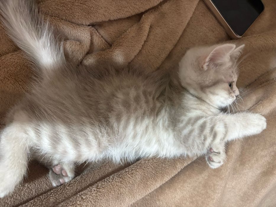 Продается породистый очаровательный котенок Scottish mushuk котята
