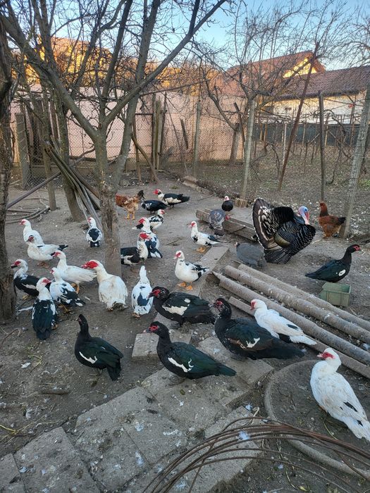 Vând rațe lesesti