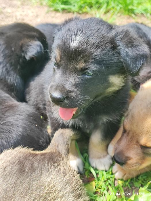 Корги тұқымдас күшік