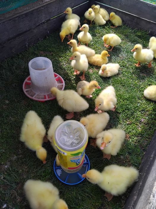 Продам гусят    .