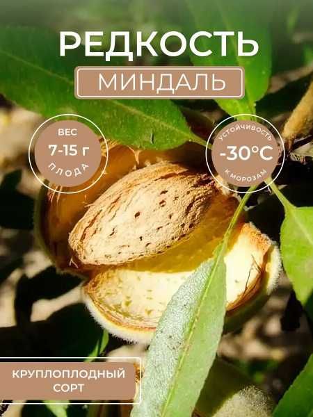 Фисташки, миндаль саженцы