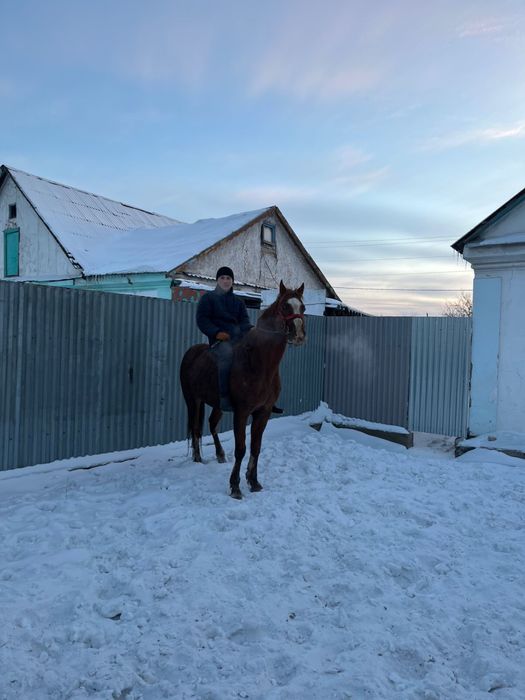 Продай айғыр. 6 жасар. Жеребец