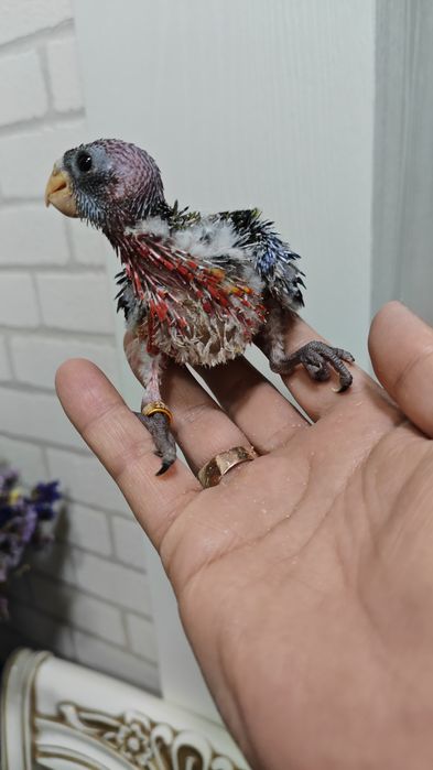 Продаётся птенец, попугая Красной Разеллы,