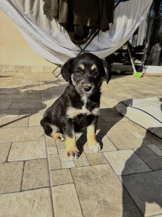 Donez cateluse talie medie