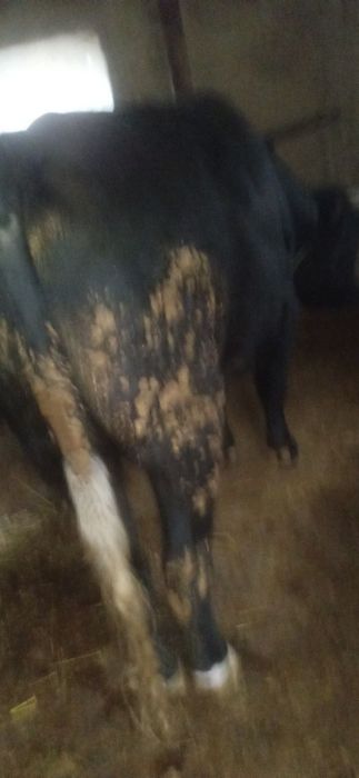 Boʻqa sotiladi , Manzil Namangan viloyati Chust tumani Gʻova qishlogʻi