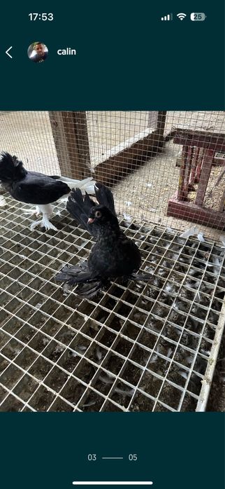 Vand Porumbei Rostovi