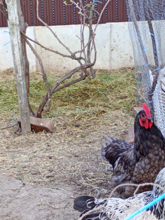 Vând cocoș australop albastru și moțat românesc